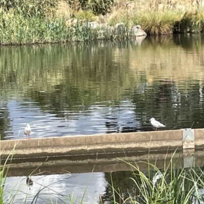 Chroicocephalus novaehollandiae (Silver Gull) at Lyneham Wetland - 3 Jan 2023 by Hejor1