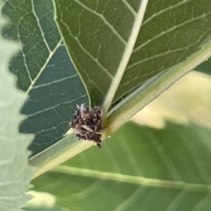 Chrysopidae (family) at Lyneham, ACT - 3 Jan 2023