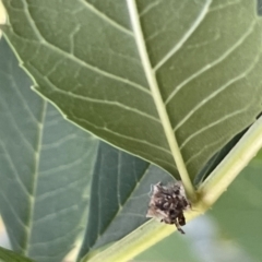 Chrysopidae (family) at Lyneham, ACT - 3 Jan 2023