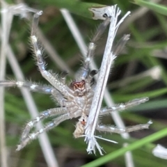 Neosparassus sp. (genus) (Unidentified Badge huntsman) at Sullivans Creek, Lyneham South - 3 Jan 2023 by Hejor1