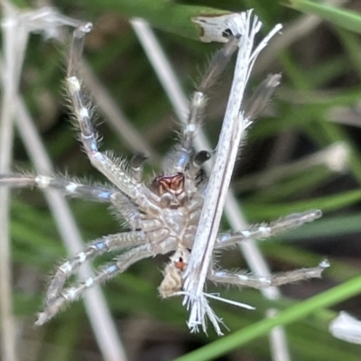 Neosparassus sp. (genus) (Unidentified Badge huntsman) at Sullivans Creek, Lyneham South - 3 Jan 2023 by Hejor1