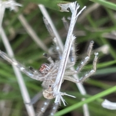 Neosparassus sp. (genus) at Lyneham, ACT - 3 Jan 2023 04:11 PM