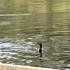 Phalacrocorax sulcirostris at Lyneham, ACT - 3 Jan 2023