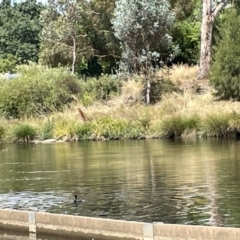 Phalacrocorax sulcirostris at Lyneham, ACT - 3 Jan 2023