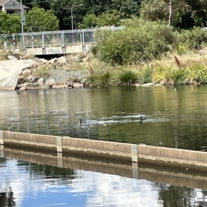 Phalacrocorax sulcirostris at Lyneham, ACT - 3 Jan 2023