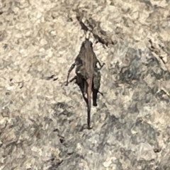 Paratettix australis (A pygmy grasshopper) at Sullivans Creek, Lyneham South - 3 Jan 2023 by Hejor1