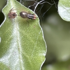 Poecilohetaerus schineri (Lauxaniid fly) at City Renewal Authority Area - 5 Jan 2023 by Hejor1