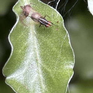 Poecilohetaerus schineri at Braddon, ACT - 5 Jan 2023