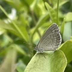 Zizina otis (Common Grass-Blue) at City Renewal Authority Area - 3 Jan 2023 by Hejor1