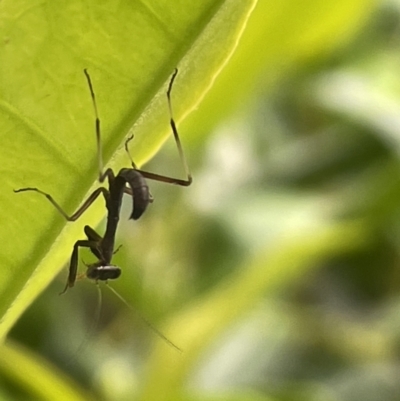 Pseudomantis albofimbriata at City Renewal Authority Area - 3 Jan 2023 by Hejor1