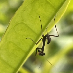 Mantidae (family) adult or nymph at Canberra, ACT - 4 Jan 2023