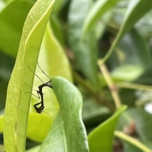 Mantidae (family) adult or nymph at Canberra, ACT - 4 Jan 2023