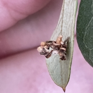 Chrysopidae (family) at Braddon, ACT - 5 Jan 2023 04:38 PM