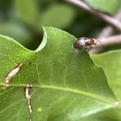 Steganopsis melanogaster (A lauxaniid fly) at City Renewal Authority Area - 5 Jan 2023 by Hejor1