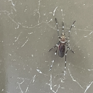 Aedes (Rampamyia) notoscriptus at Braddon, ACT - 5 Jan 2023