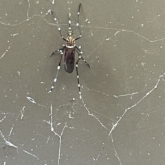 Aedes (Rampamyia) notoscriptus at Braddon, ACT - 5 Jan 2023