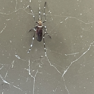 Aedes notoscriptus at Braddon, ACT - 5 Jan 2023