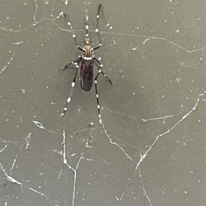 Aedes (Rampamyia) notoscriptus at Braddon, ACT - 5 Jan 2023