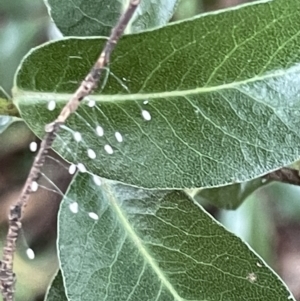 Chrysopidae (family) at Braddon, ACT - 5 Jan 2023