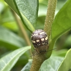 Paropsis pictipennis (Tea-tree button beetle) at City Renewal Authority Area - 3 Jan 2023 by Hejor1