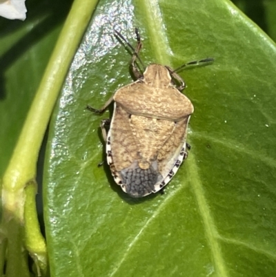 Dictyotus caenosus (Brown Shield Bug) at Casey, ACT - 7 Jan 2023 by Hejor1