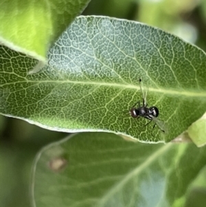 Parapalaeosepsis plebeia at Braddon, ACT - 5 Jan 2023