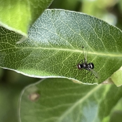 Parapalaeosepsis plebeia (Ant fly) at City Renewal Authority Area - 5 Jan 2023 by Hejor1