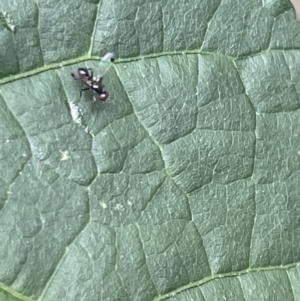 Parapalaeosepsis plebeia at Braddon, ACT - 5 Jan 2023 04:29 PM