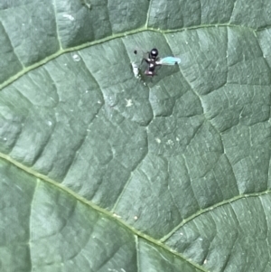 Parapalaeosepsis plebeia at Braddon, ACT - 5 Jan 2023 04:29 PM