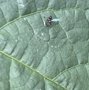 Parapalaeosepsis plebeia at Braddon, ACT - 5 Jan 2023