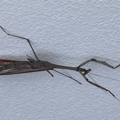 Unidentified Praying mantis (Mantodea) at Casey, ACT - 7 Jan 2023 by Hejor1