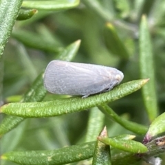 Anzora unicolor (Grey Planthopper) at Gungahlin, ACT - 7 Jan 2023 by Hejor1