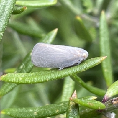 Anzora unicolor (Grey Planthopper) at Gungahlin, ACT - 7 Jan 2023 by Hejor1