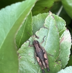 Phaulacridium vittatum (Wingless Grasshopper) at Gungahlin, ACT - 7 Jan 2023 by Hejor1