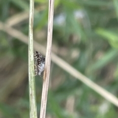 Chrysopidae (family) at Casey, ACT - 7 Jan 2023