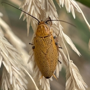 Ellipsidion humerale at Casey, ACT - 7 Jan 2023