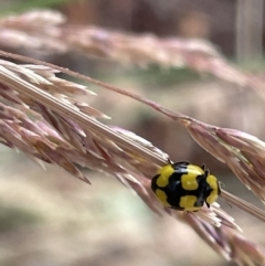 Illeis galbula (Fungus-eating Ladybird) at Casey, ACT - 7 Jan 2023 by Hejor1