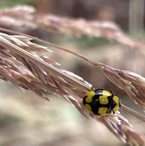 Illeis galbula at Casey, ACT - 7 Jan 2023