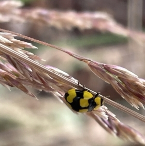 Illeis galbula at Casey, ACT - 7 Jan 2023