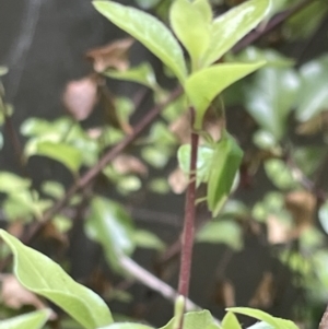 Cuspicona simplex at Braddon, ACT - 4 Jan 2023