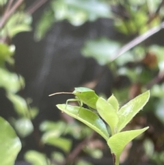 Cuspicona simplex at Braddon, ACT - 4 Jan 2023