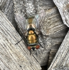 Lucilia cuprina (Australian sheep blowfly) at Casey, ACT - 7 Jan 2023 by Hejor1