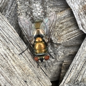 Lucilia cuprina at Casey, ACT - 7 Jan 2023 11:32 AM