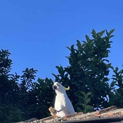 Cacatua galerita (Sulphur-crested Cockatoo) at Braddon, ACT - 8 Jan 2023 by Hejor1