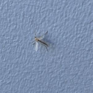 Chironomidae (family) at Casey, ACT - 8 Jan 2023 09:02 AM