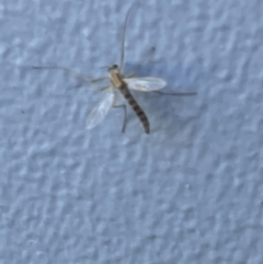 Chironomidae (family) at Casey, ACT - 8 Jan 2023 09:02 AM