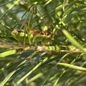 Conocephalomima barameda at Ainslie, ACT - 8 Jan 2023