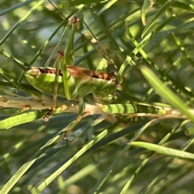 Conocephalomima barameda (False Meadow Katydid, Barameda) at Ainslie, ACT - 8 Jan 2023 by Hejor1