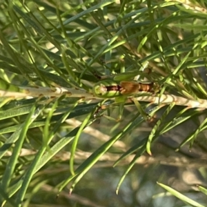 Conocephalomima barameda at Ainslie, ACT - 8 Jan 2023