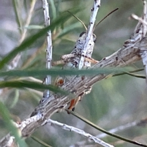 Phaulacridium vittatum at Ainslie, ACT - 8 Jan 2023